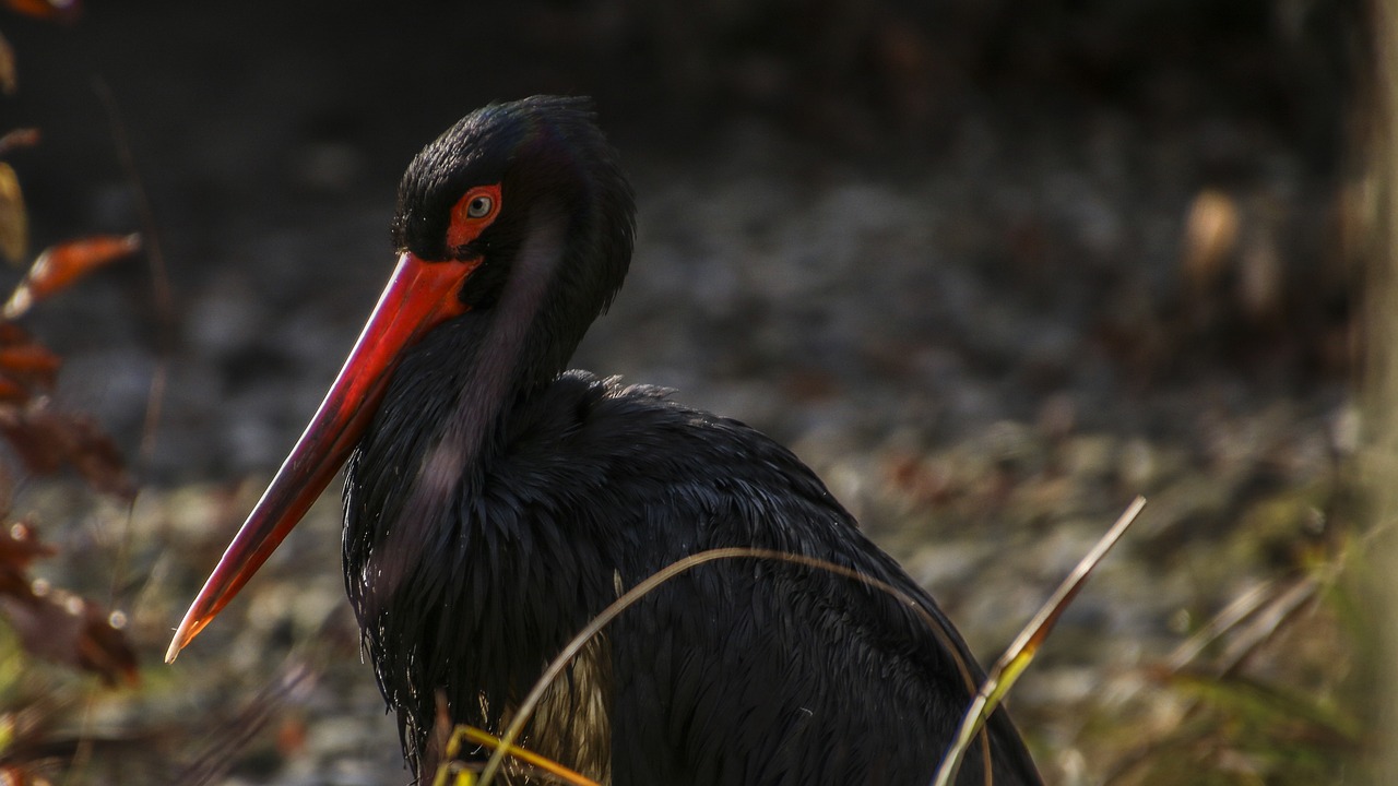 Birding Tour